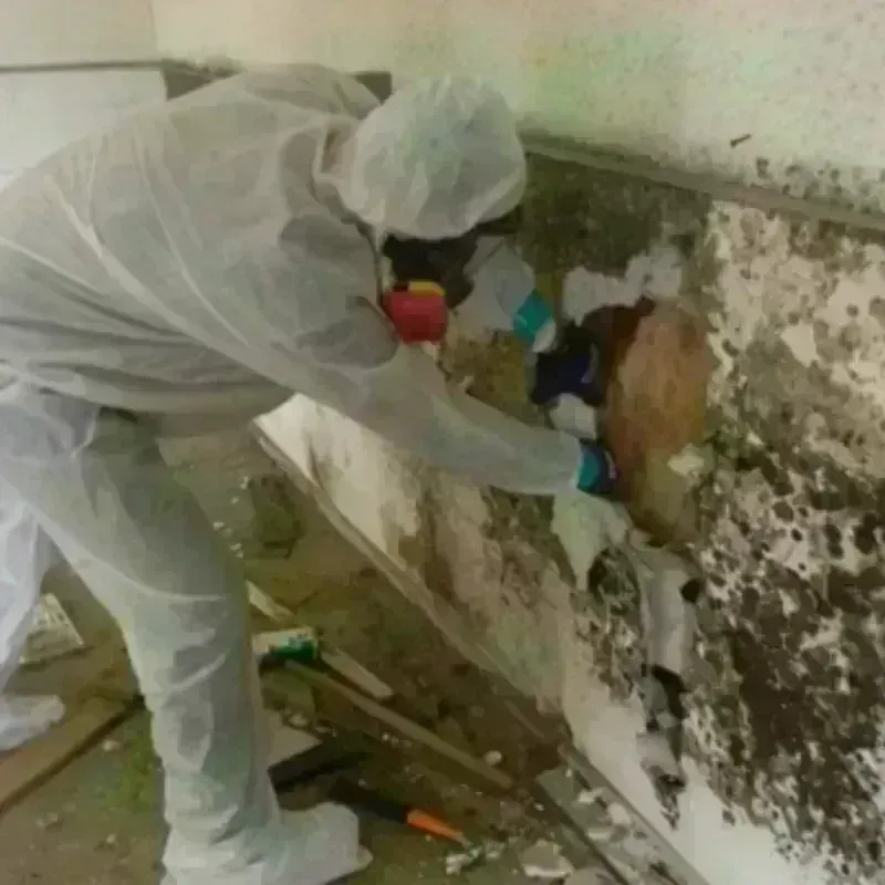 Mold Remediation and Removal in Hardeeville, SC